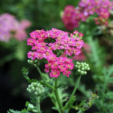 Bright pink yarrow flowers in bloom with small, clustered petals and fern-like green leaves, set against a blurry background of more flowers and foliage.