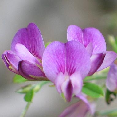 Close-up of a blooming pinkish-purple flower with delicate petals and hints of green leaves in the background, slightly blurred.