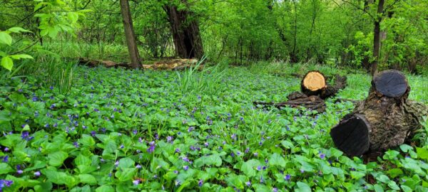 A lush forest clearing with dense green vegetation, scattered purple flowers, and several fallen tree trunks, one showing a fresh cut. Dense trees form the background.