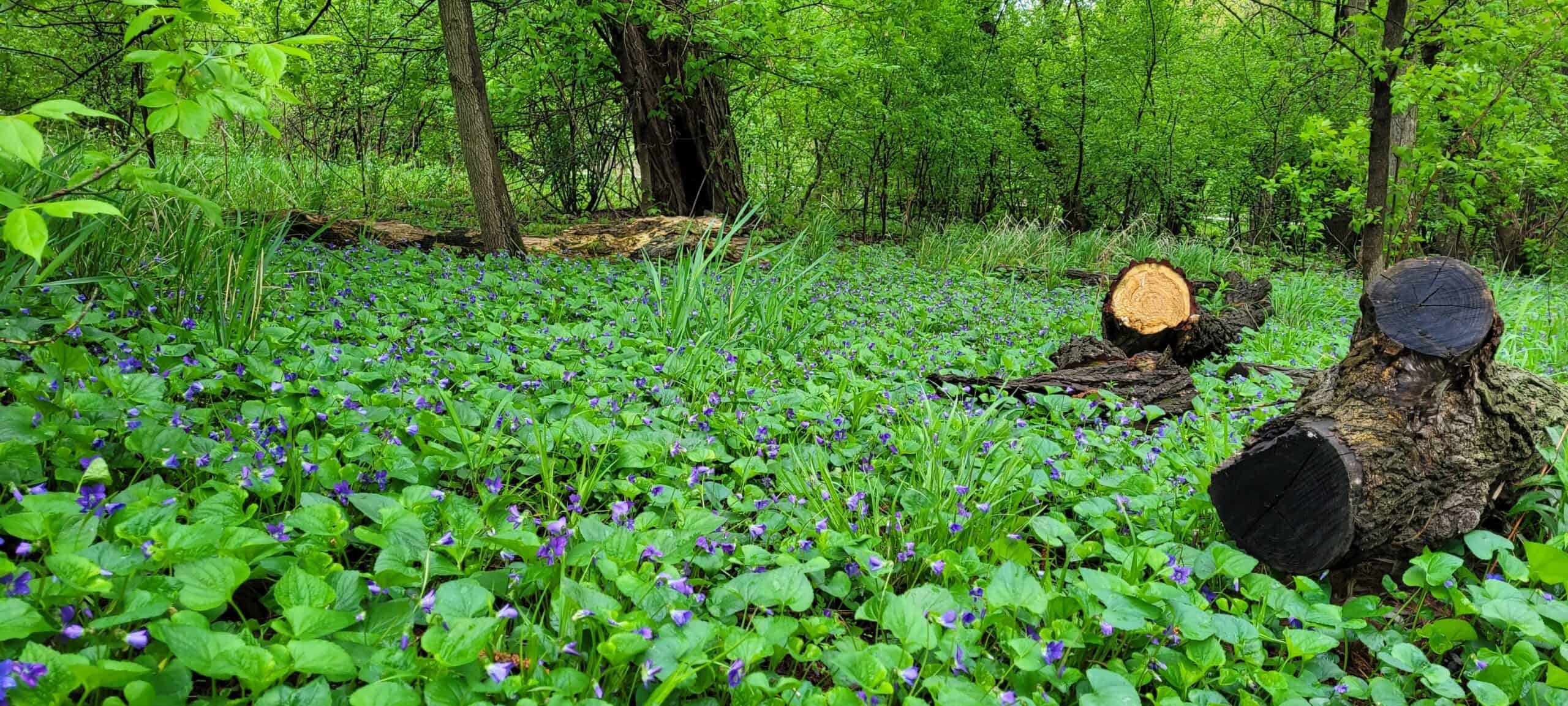 A forest clearing with lush green plants and small purple flowers, featuring two tree stumps and several fallen branches among dense trees.