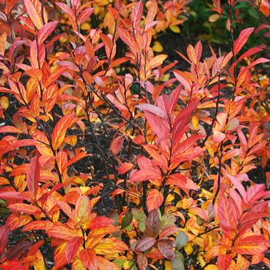 Shrub with numerous slender branches covered in vibrant orange, red, and yellow autumn leaves, growing outdoors in soil.