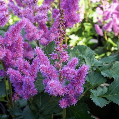 Bright purple-pink Astilbe flowers with feathery, spiky blooms stand above dark green, jagged-edged leaves. The flowers are densely clustered, creating a fluffy appearance. Sunlight highlights the vibrant color.