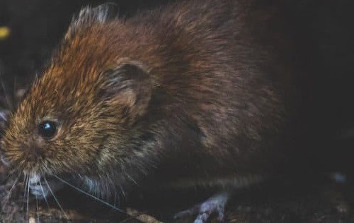A close-up of a brown rodent with small ears and dark eyes, sitting on dark soil.