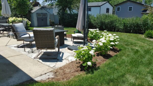 A backyard patio with wicker chairs, a table, umbrella, and blooming white hydrangeas along the edge. The lawn is green, and sheds and houses are visible in the background under sunny skies.