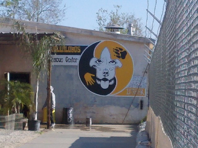 A mural on a concrete wall shows a stylized yin-yang with a dog and cat, two colored hands, and text reading Rescue Center. A person stands near the door, next to potted plants and a chain-link fence.