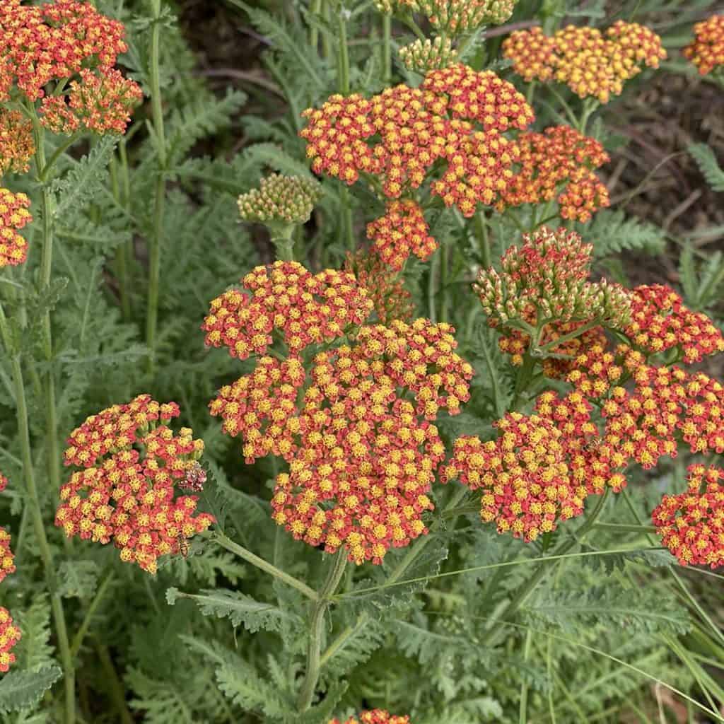 Clusters of small, yellow and orange flowers with fern-like green leaves growing outdoors in a natural setting.