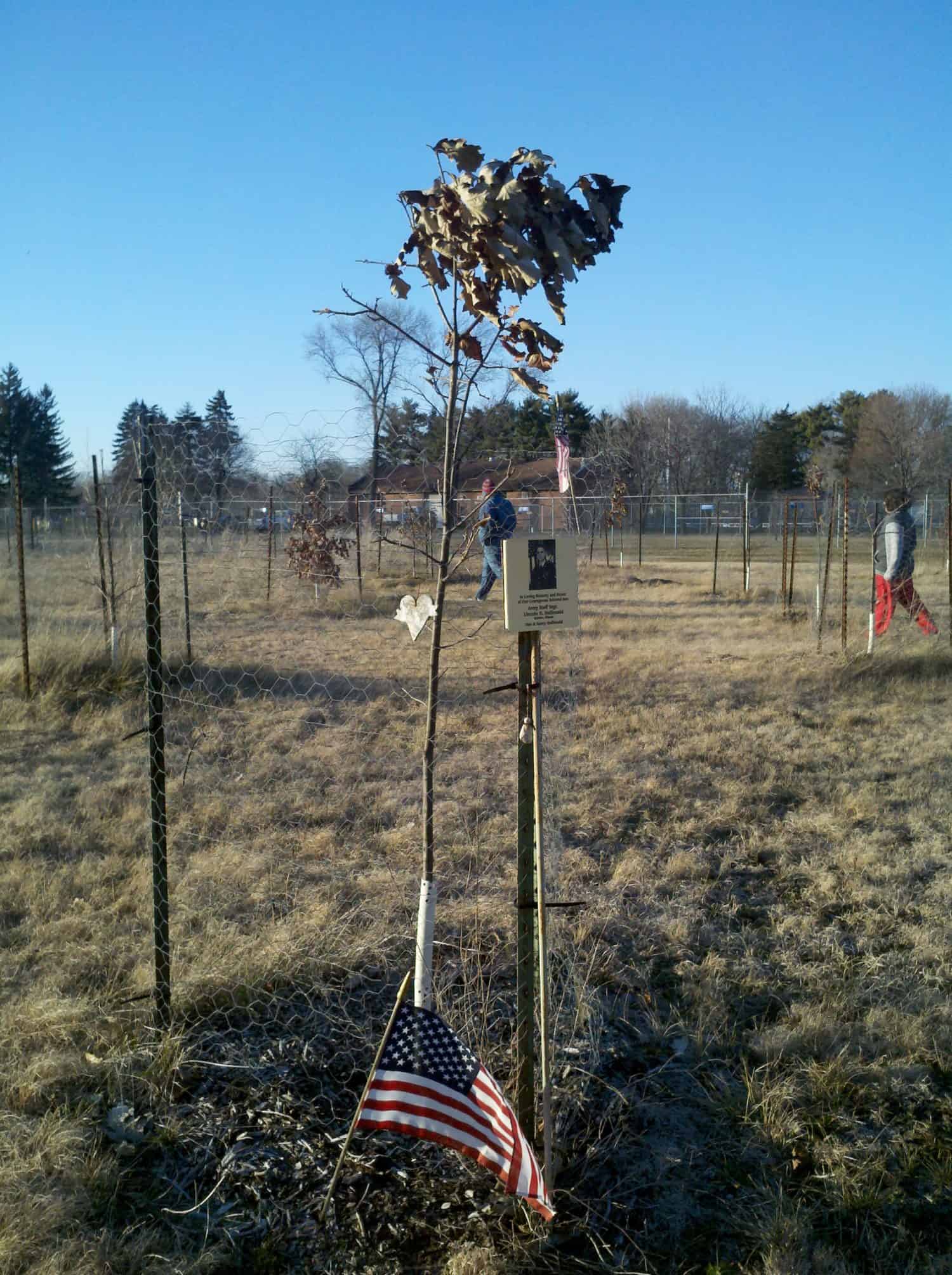 A young tree with dry leaves is planted in a grassy field, marked with a small American flag and a sign featuring a photo and text. Other fenced trees and flags are visible in the background under a clear sky.
