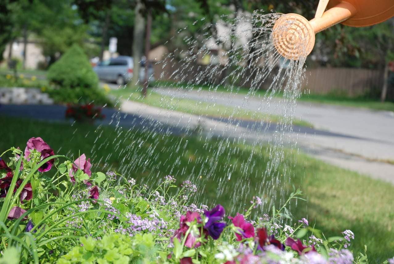 A person waters colorful flowers in a garden bed with a watering can on a sunny day. A street, grass, and trees are visible in the background.