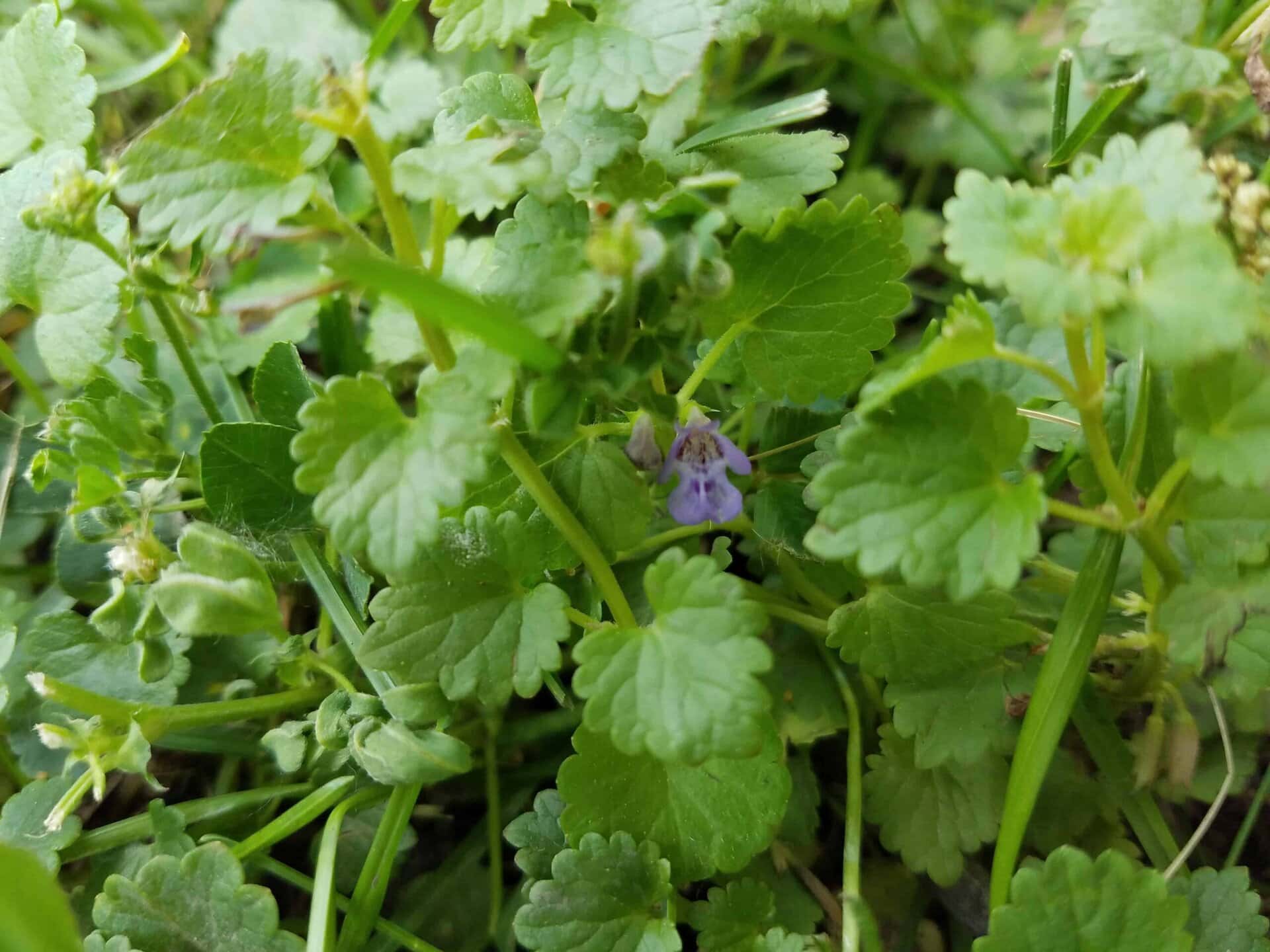 Close-up of green ground cover plants with a small, light purple flower in the center, surrounded by rounded leaves and grassy blades.