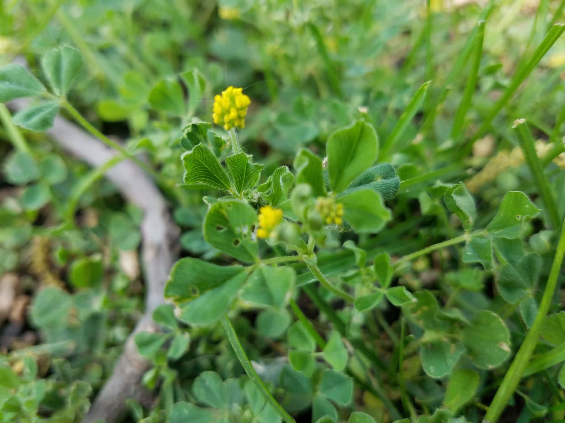 Close-up of small green clover-like leaves and tiny yellow flower buds growing among grass and stems outdoors.