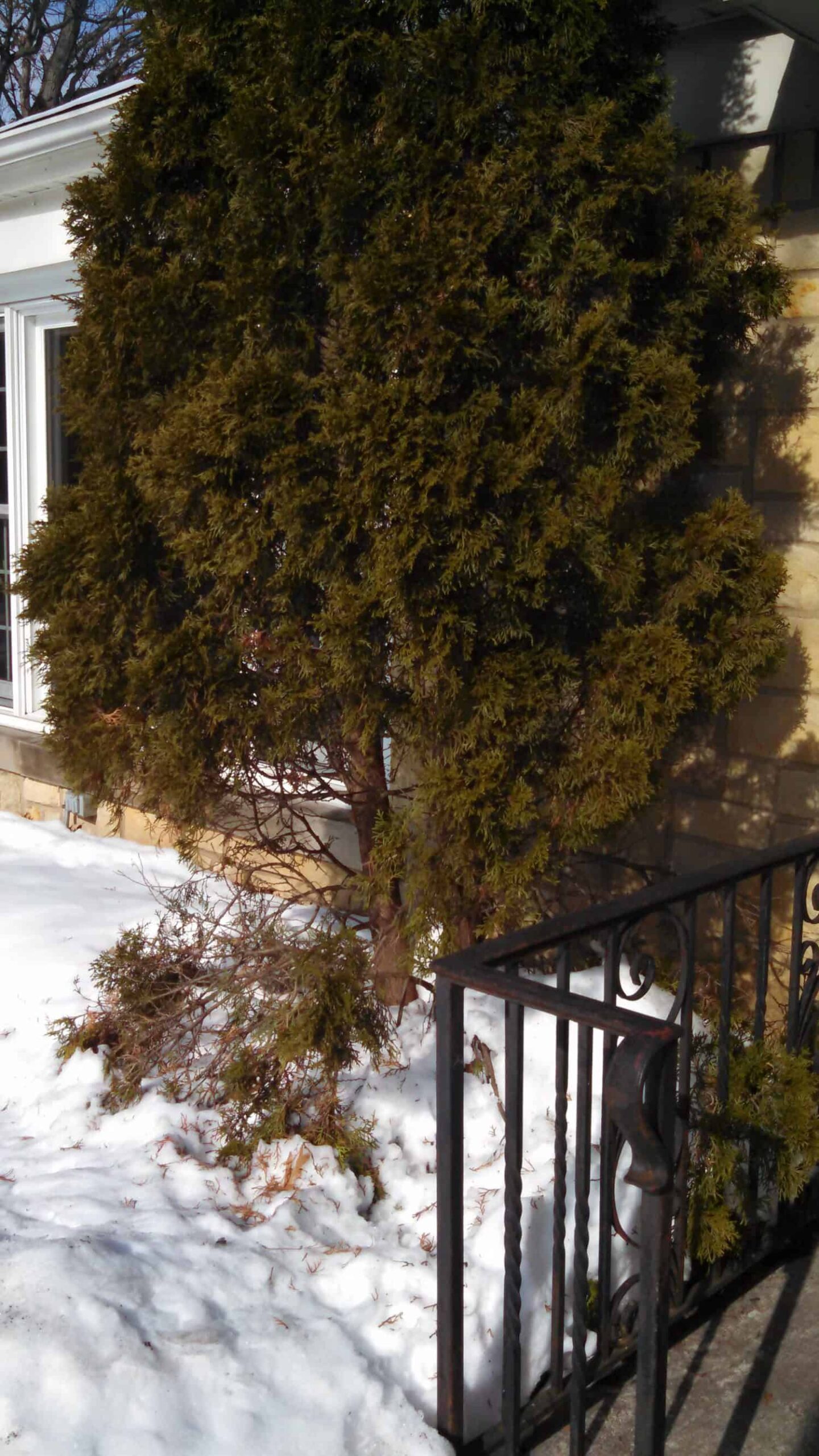 A conifer tree stands in snow by a house. Part of a branch lies broken on the ground. A black metal railing is in the foreground, and sunlight casts shadows on the snow and wall.