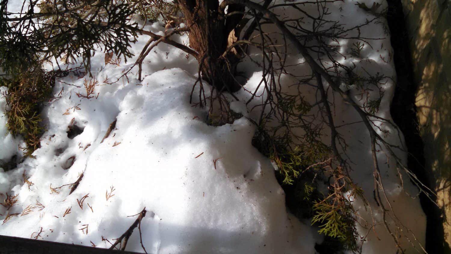 A patch of snow covers the ground beneath a tree with green and brown branches. Some grass and twigs peek through the snow. Sunlight casts shadows on the snow and tree.