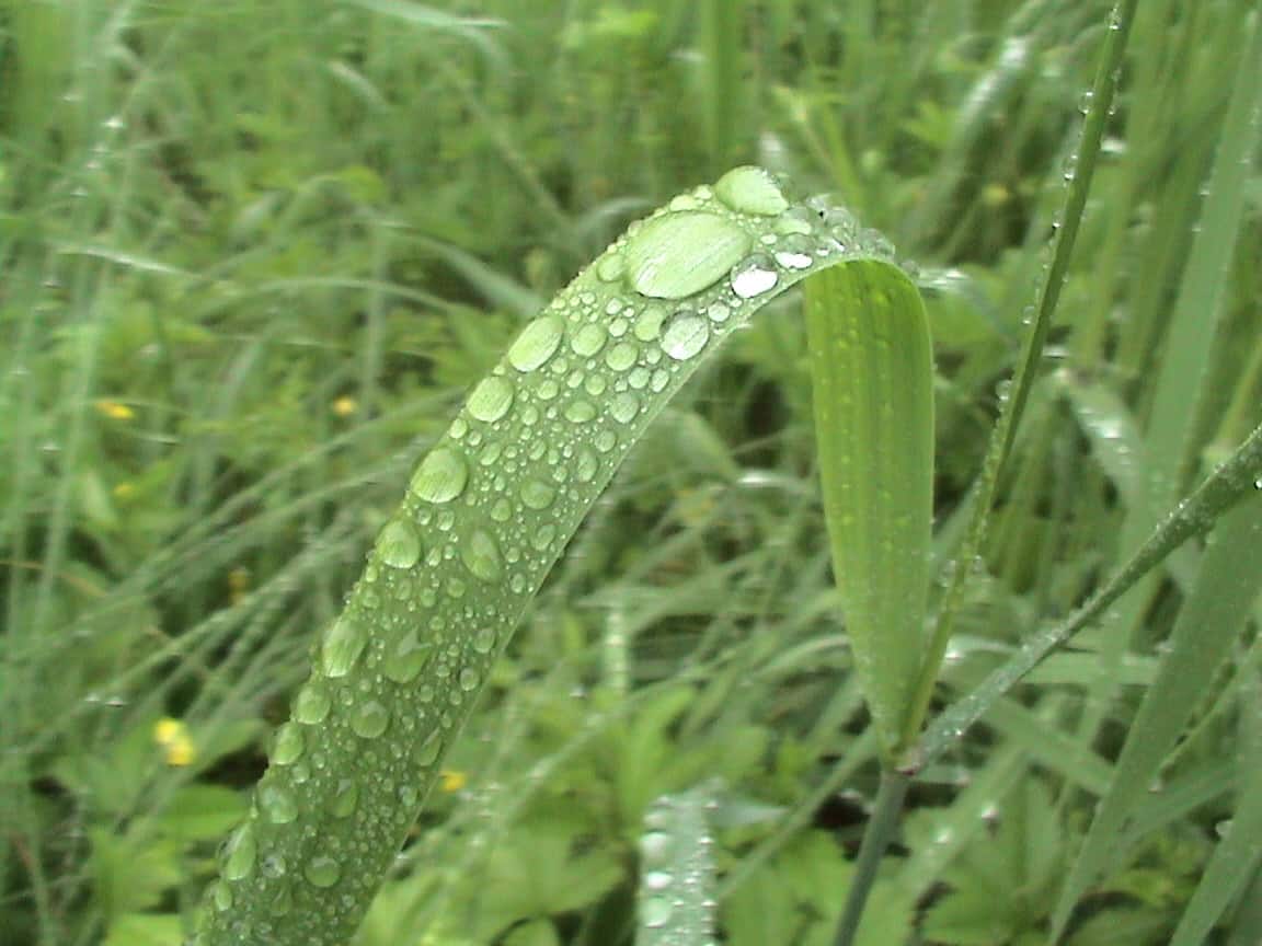 A close-up of a curved green blade of grass covered with water droplets, set against a background of blurred green grass and foliage.