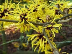 Clusters of bright yellow, ribbon-like witch hazel flowers bloom along dark branches, with a blurred brown and green background.