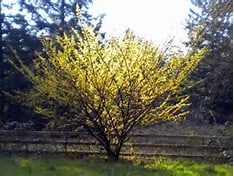 A small tree with bright yellow blossoms stands in front of a wooden fence, surrounded by grass and tall evergreen trees in the background.