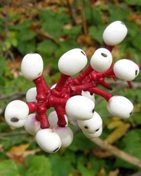 Close-up of a red plant stem with clusters of white, oval berries that have black dots, resembling eyeballs. Green foliage is visible in the blurred background.