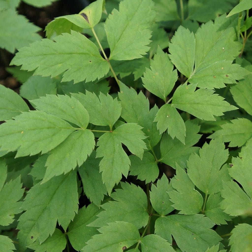 Green leaves with jagged edges and pointed tips grow densely together, covering the ground. The leaves have a matte texture and are arranged in clusters, creating a lush, leafy appearance.