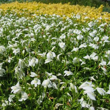 A field of densely packed white flowers in the foreground, with a contrasting section of yellow flowers in the background, under bright daylight.