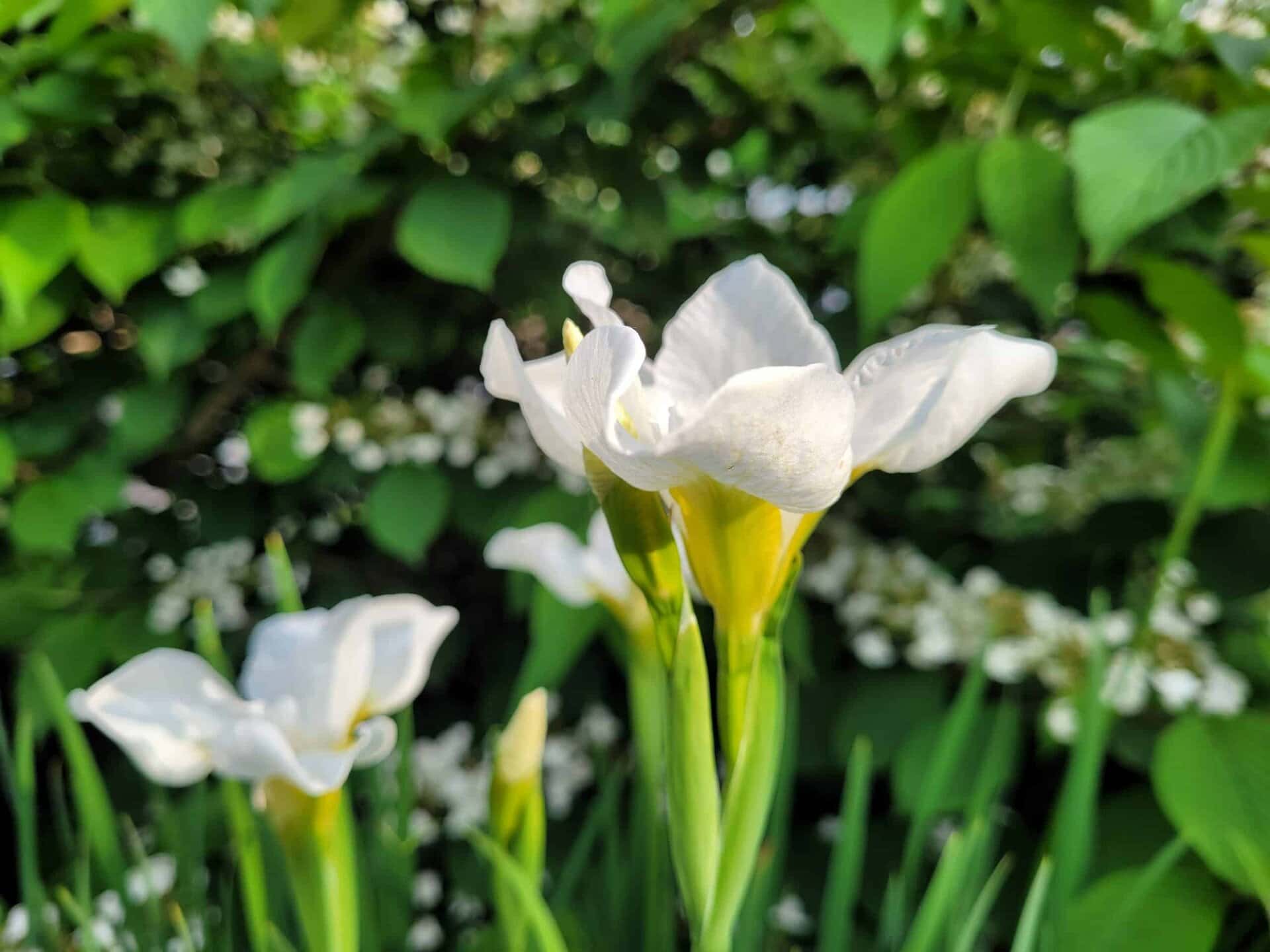 Close-up of white iris flowers with green leaves and blurred foliage in the background, captured in bright natural light.