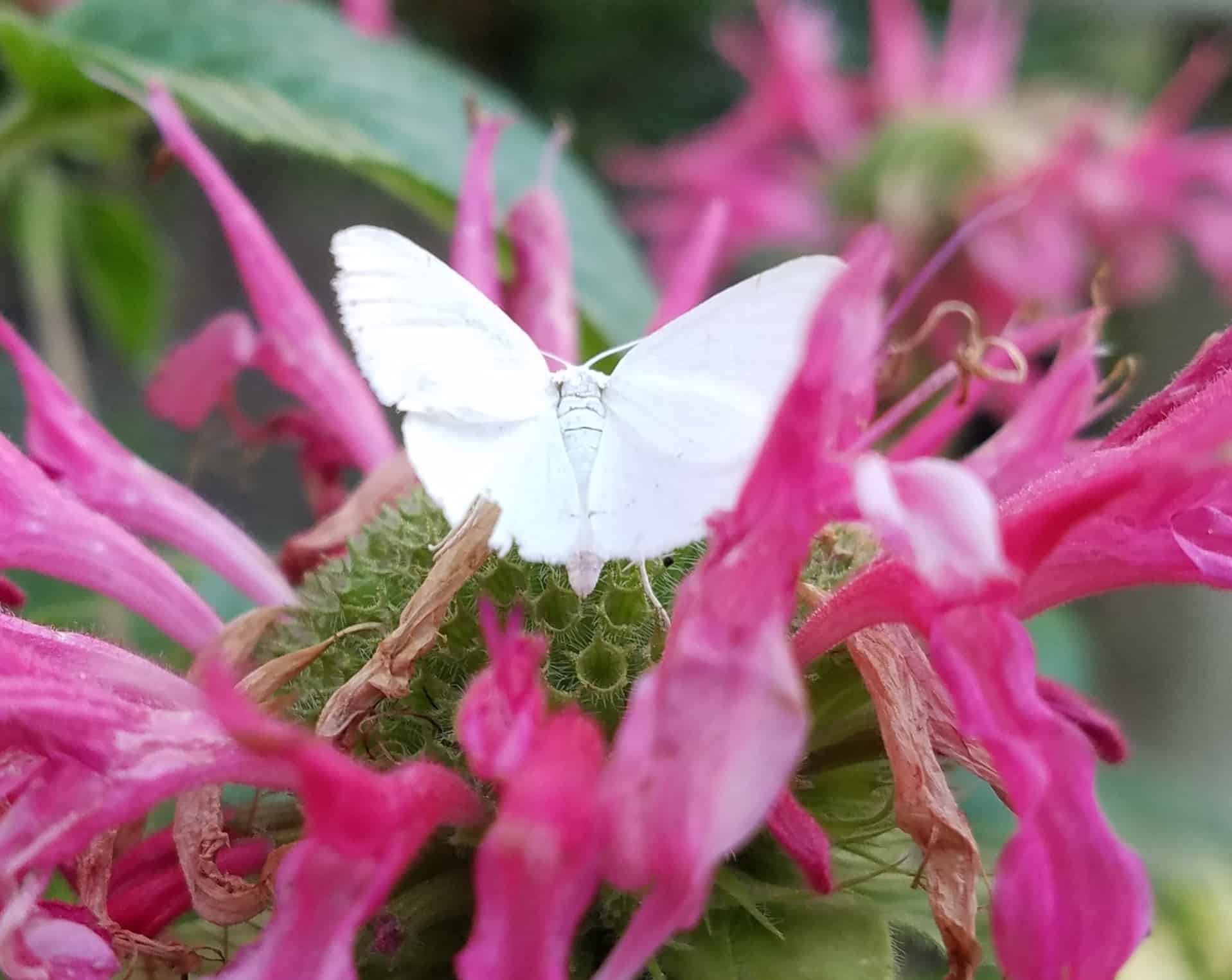 A white butterfly with wings open sits on a vibrant pink flower, surrounded by green leaves and blooming petals.