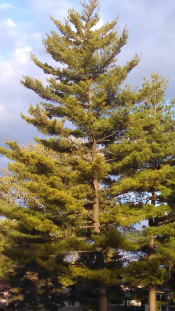 A tall pine tree with spread-out branches and green needles stands under a partly cloudy sky.