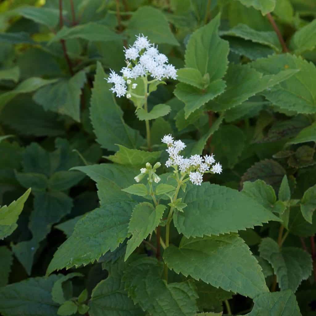 A green plant with jagged leaves and clusters of small, white, star-shaped flowers growing among dense foliage.
