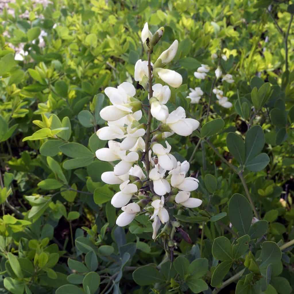 A cluster of small, white flowers with oval petals grows on a tall green stem, surrounded by lush green leaves in an outdoor setting.