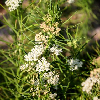 A close-up of green, narrow-leaved plants with clusters of small white flowers and some pale buds outdoors in sunlight.
