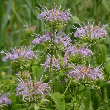 Clusters of pale purple wildflowers with long, thin petals grow among green leaves and stems in a natural outdoor setting.