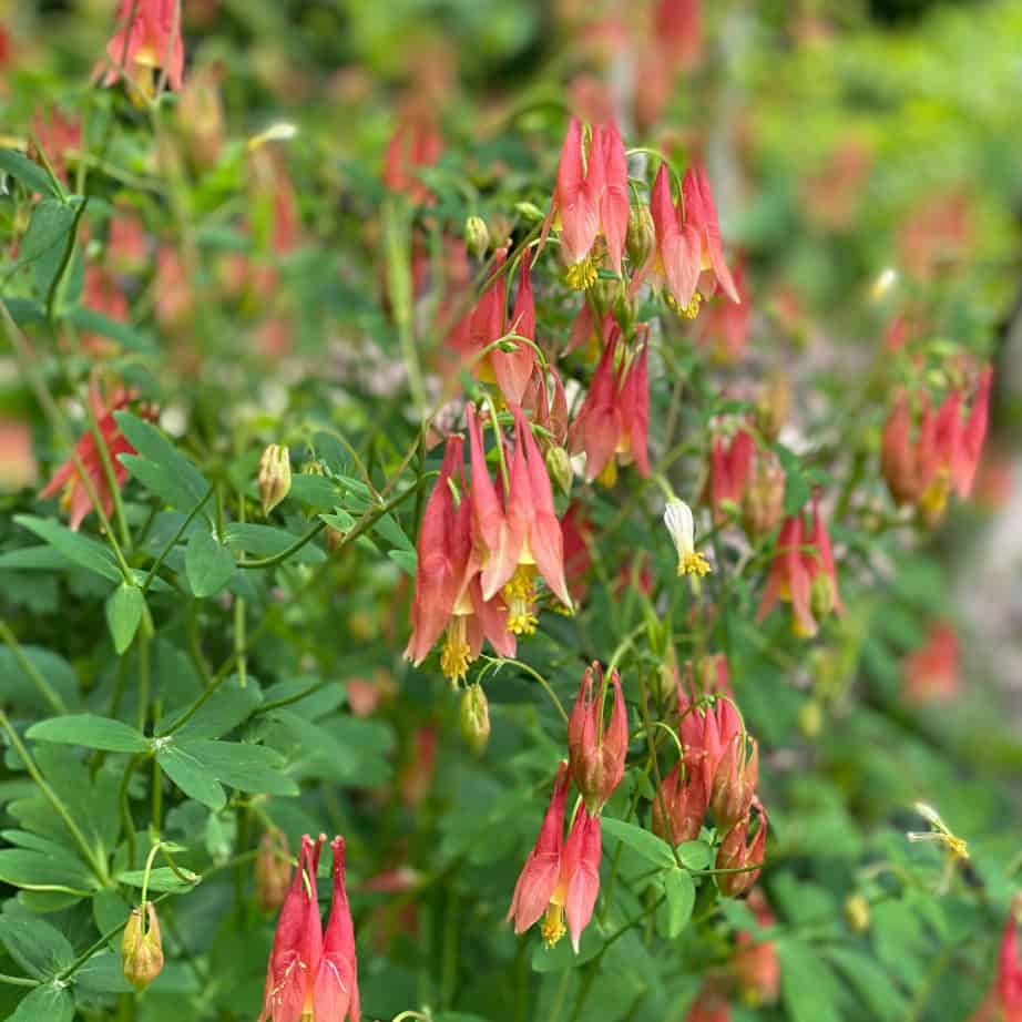 Red and yellow wild columbine flowers with green foliage, growing outdoors in a garden setting. The background is softly blurred, highlighting the vibrant, drooping blossoms in the foreground.