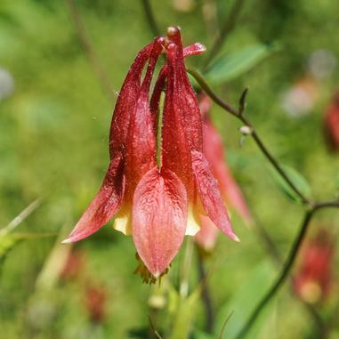 Red and yellow wildflower with upward-curving petals and drooping sepals, set against a blurred green background.
