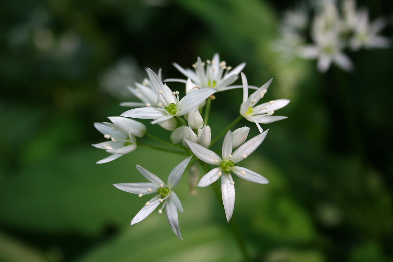 Close-up of delicate white wild garlic flowers with star-shaped petals and green centers, blooming outdoors against a blurred green background.