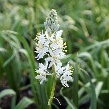A close-up of a white wildflower with star-shaped petals and yellow stamens, blooming in a green, grassy field.