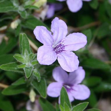 Light purple, five-petaled flowers with darker purple veins in the center, surrounded by green, narrow leaves. The background is blurred with similar flowers and greenery.