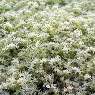 Dense cluster of small, star-shaped white flowers covers a mat of green foliage, creating a soft, textured ground cover.