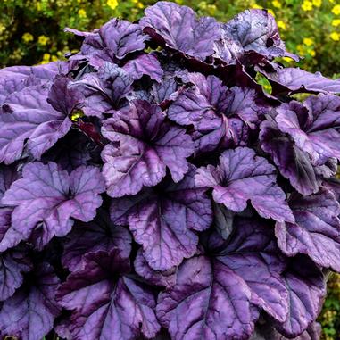 A cluster of vibrant purple Heuchera leaves with dark veins, set against a blurred background of green foliage and small yellow flowers.
