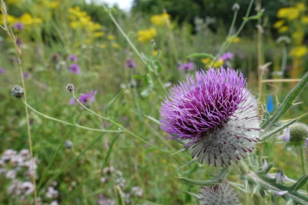 A close-up of a purple thistle flower in a wildflower field, with yellow and purple flowers blurred in the green background.