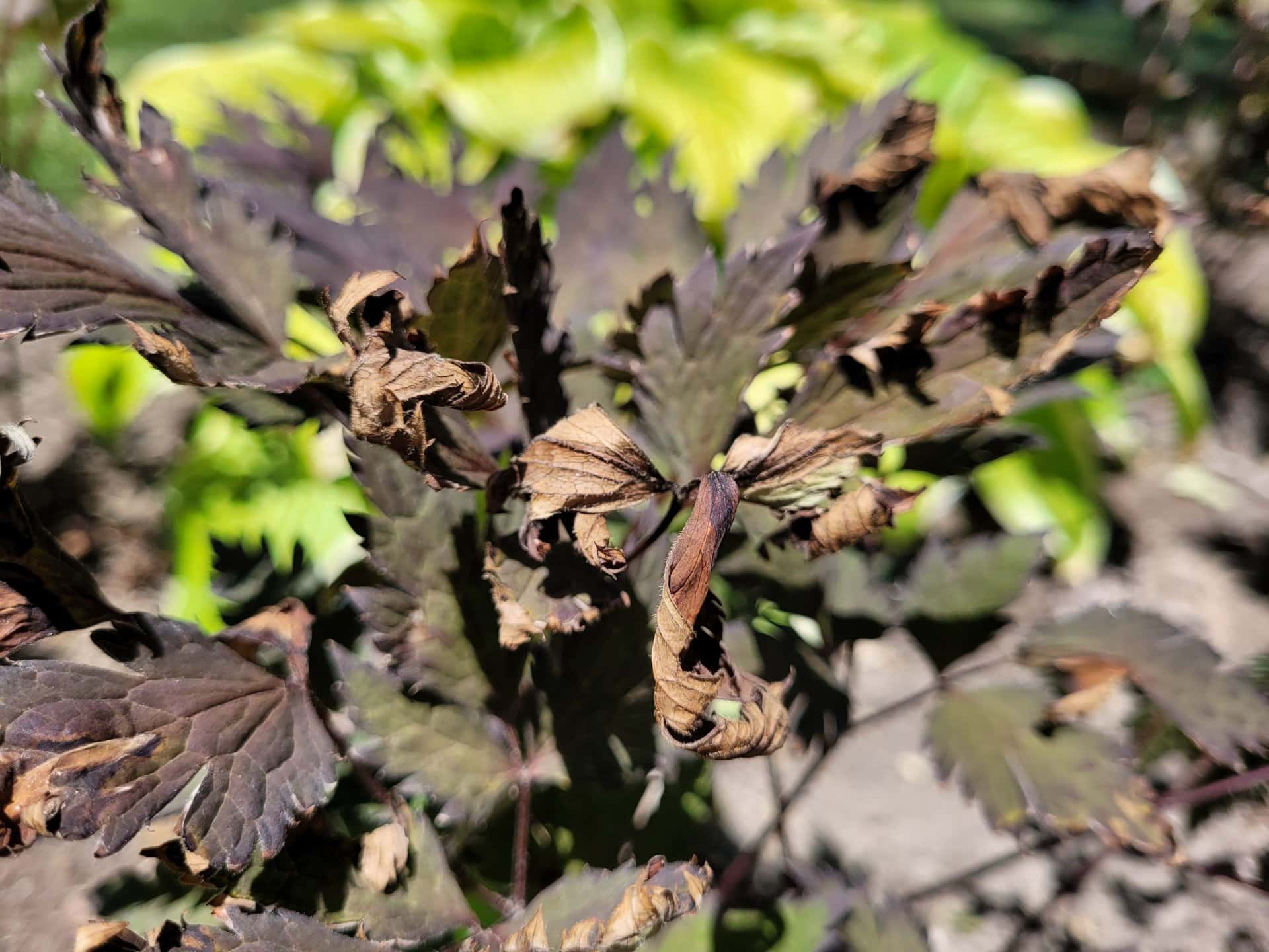 Close-up of a plant with dark green and brown, curled, and dried leaves; some leaves show signs of wilting and damage, suggesting disease or lack of water. Bright green foliage appears blurred in the background.