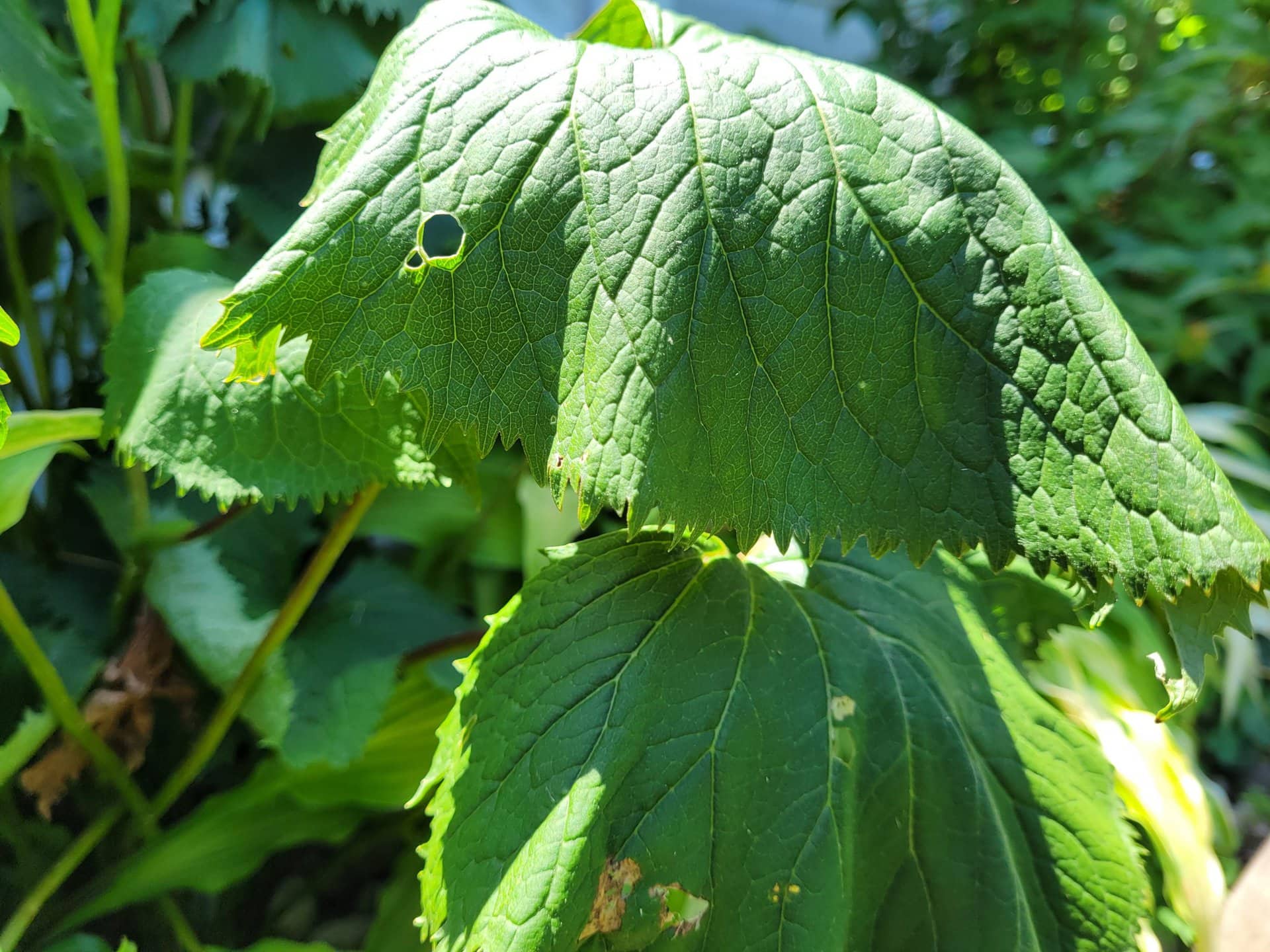 Close-up of two large green leaves, with one leaf casting a shadow over the other. The top leaf has a jagged edge and a small round hole. Sunlight highlights the leaf textures and veins.