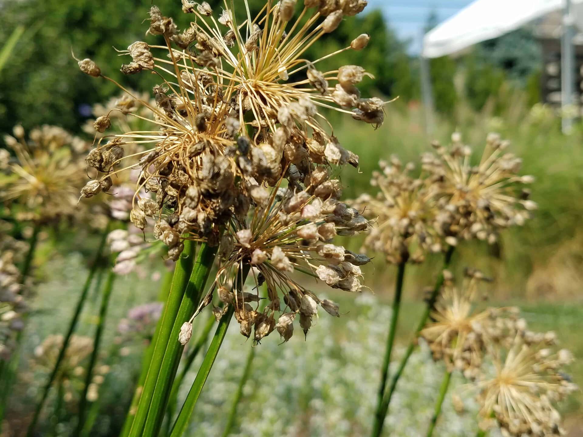 Close-up of dried allium flowers with long green stems in a garden, with a blurred background of greenery and another cluster of similar flowers.