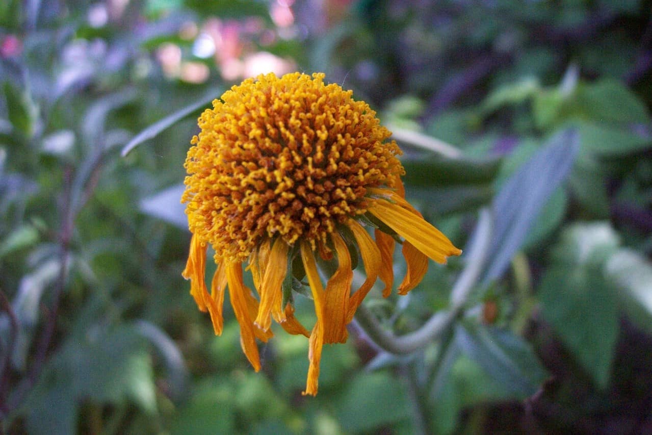A close-up of a yellow flower with drooping petals and a dense, rounded center, set against a blurred green and purple leafy background.