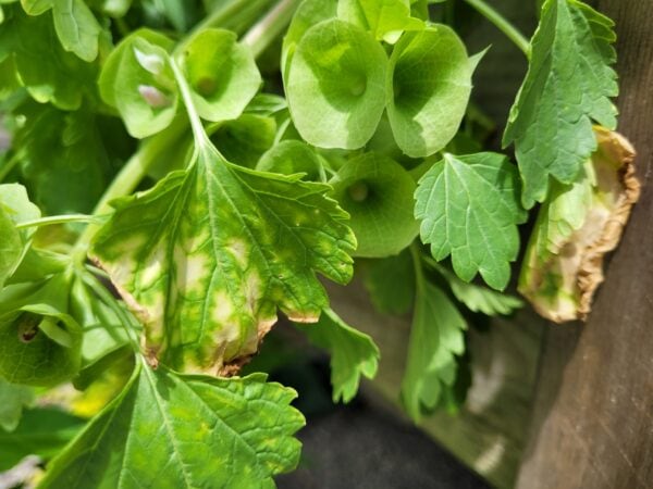Close-up of green leaves, some with brown, dry, and damaged edges. Background includes more healthy green leaves and a wooden surface on the right.