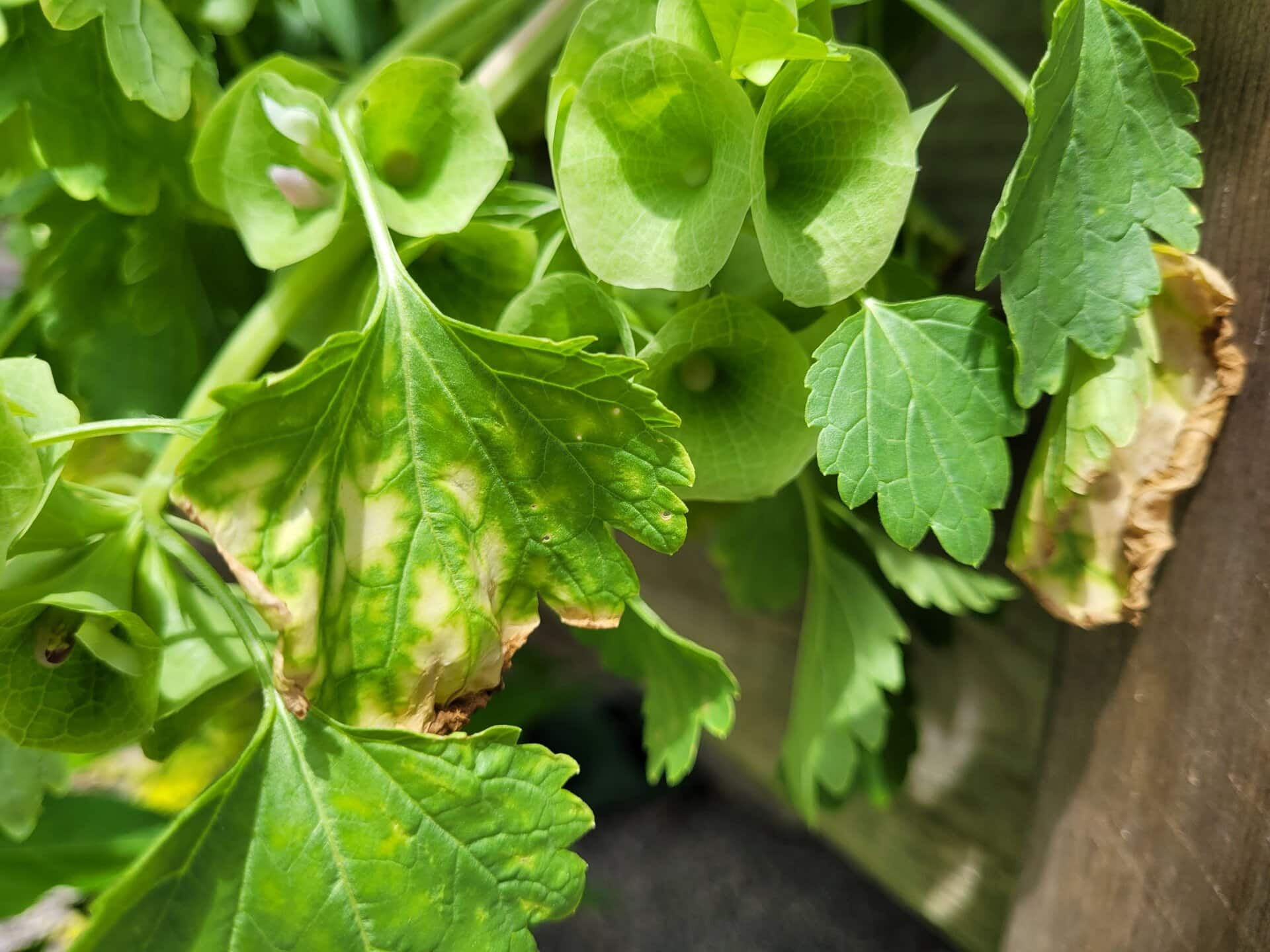 Close-up of green leaves, some with brown, dried edges, next to clusters of round, pale green seed pods. The background is slightly blurred, highlighting the plant details in natural light.
