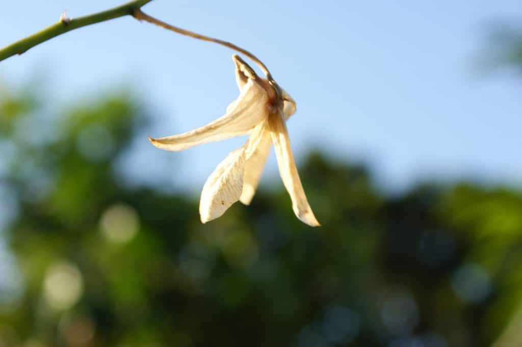 A close-up of a wilted white flower hanging from a stem, with a blurred green and blue background.
