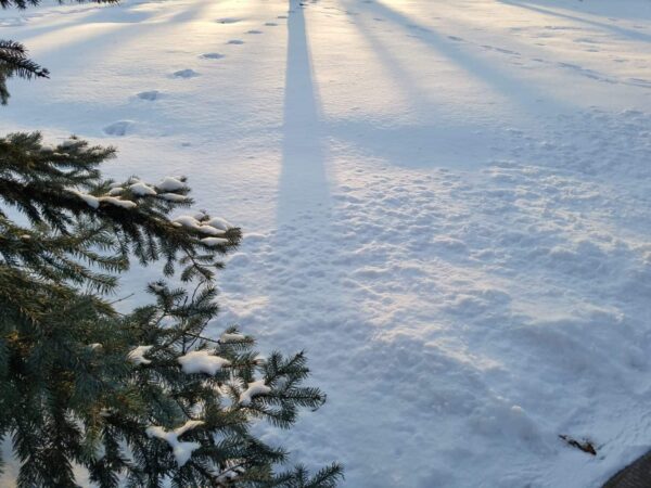 Snow-covered ground with long tree shadows cast by the low sun. Pine branches with snow are visible in the lower left corner. Distant footprints cross the snowy landscape.