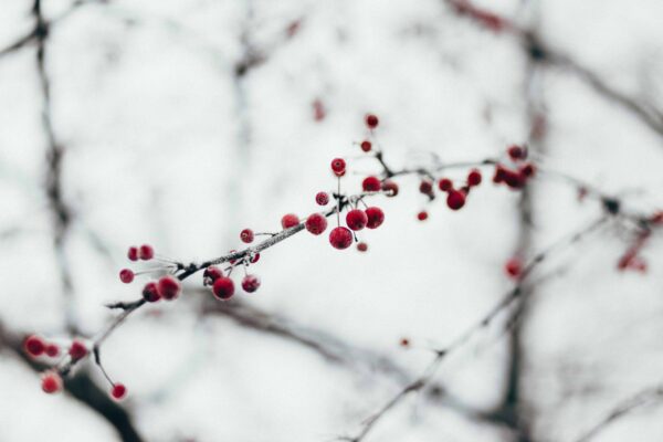 A close-up of a tree branch covered in frost with small red berries against a blurred, pale winter background.