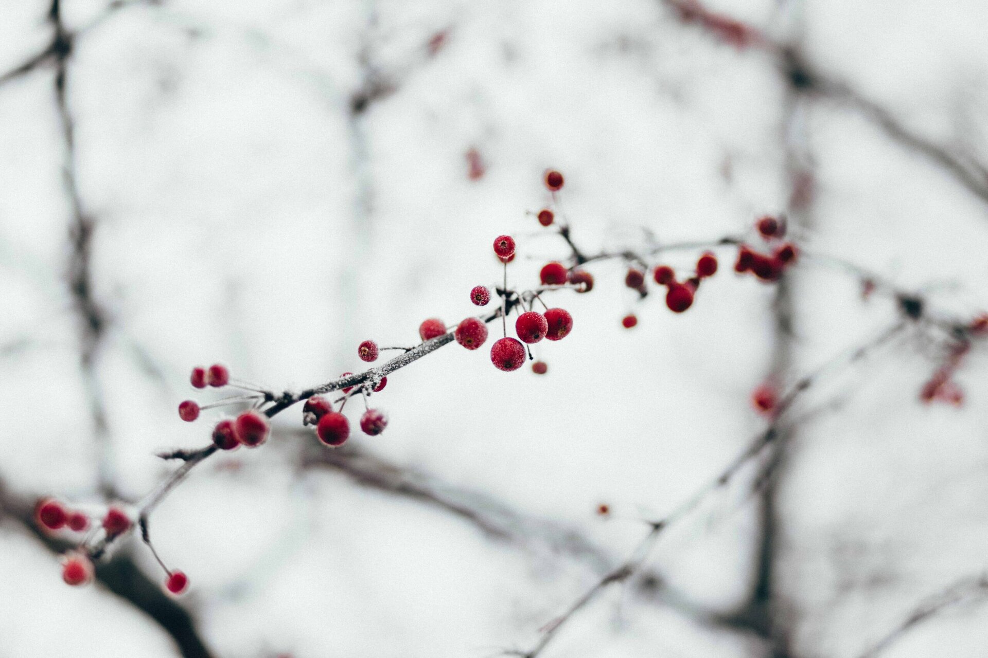 A close-up of a tree branch covered in frost with small red berries against a blurred, pale winter background.