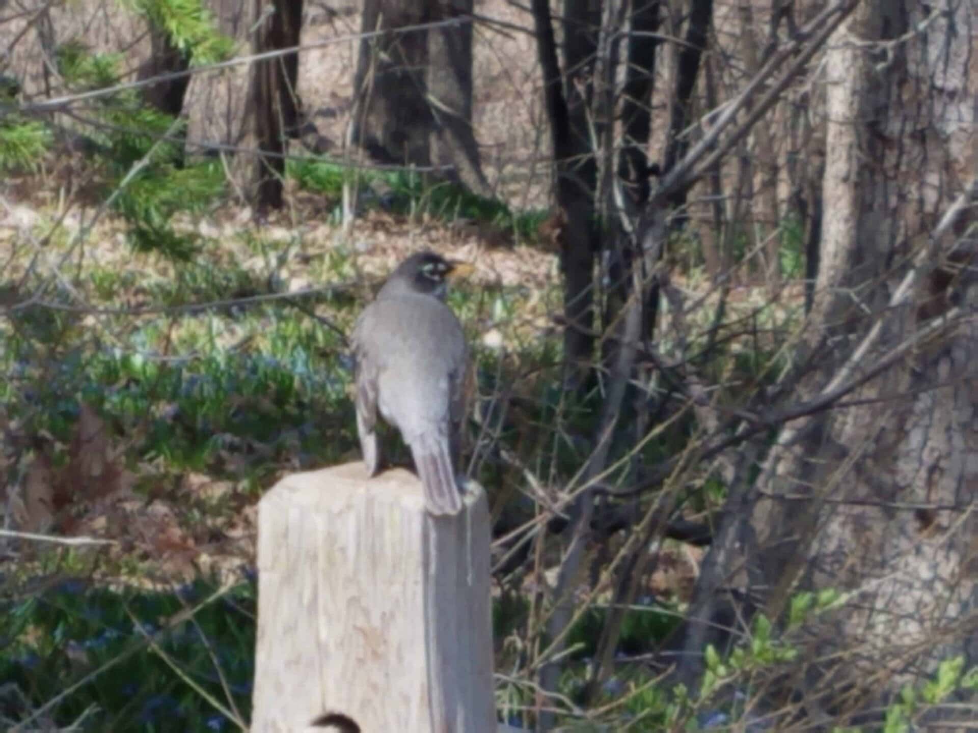 A gray bird with a dark face perches on a wooden post in a sunlit forest, surrounded by trees, green plants, and scattered fallen leaves.