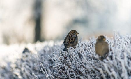 Two small brown birds perch on frost-covered branches, with a blurred wintry background. The scene is calm and cold, highlighting the contrast between the birds and the icy white surroundings.