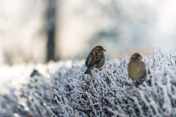 Two small brown birds perch on frost-covered branches, with a soft, blurred background suggesting a cold, wintery outdoor scene.
